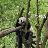 芒果益力不多